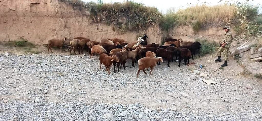 В Ала-Буке пограничники пресекли незаконный перегон скота на 12 миллионов сомов