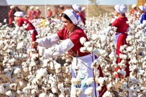 В Таджикистане недобрали урожай хлопка