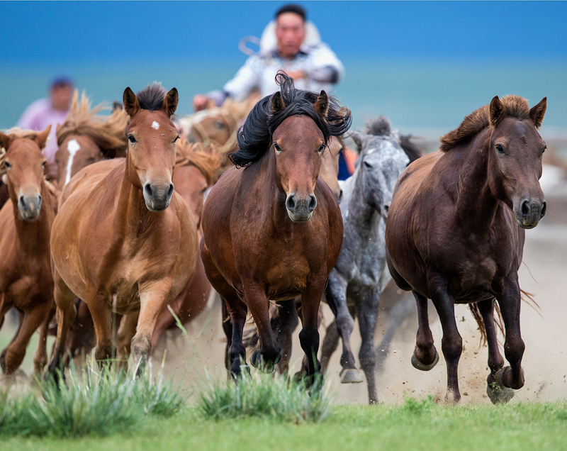 На каждого жителя Монголии приходится по 25 голов скота