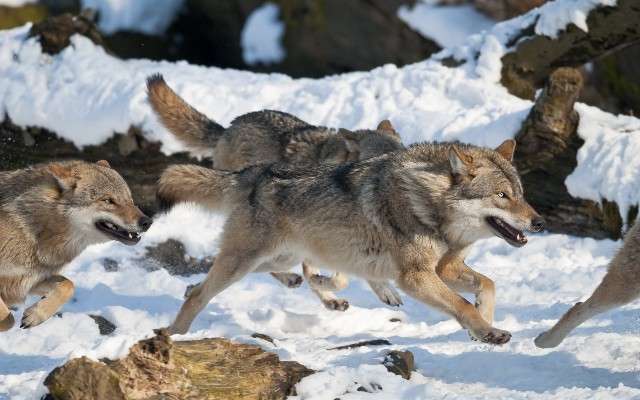 В Горно-Бадахшанской автономной области волки «режут» скот