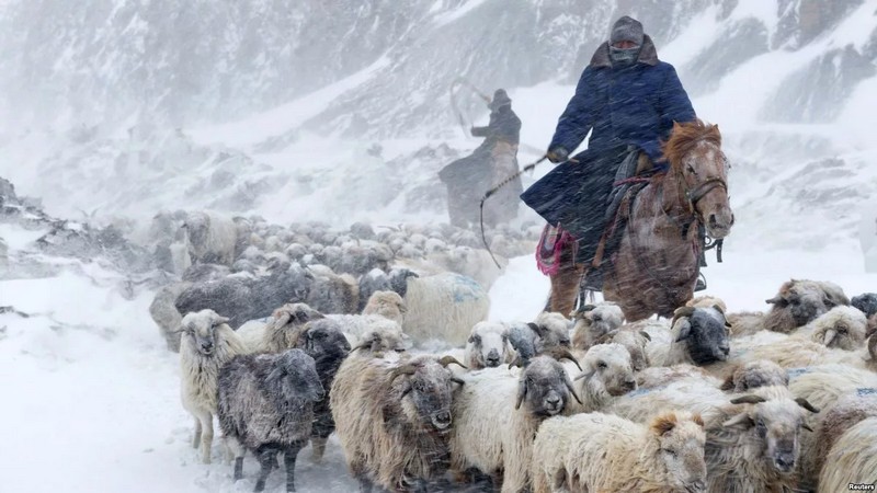 Чрезвычайная ситуация на пастбищах Монголии