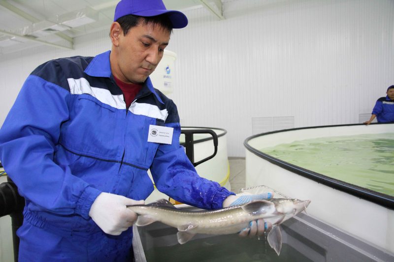 «Второе дыхание» рыбоводства в Казахстане