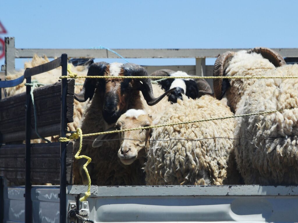 Кыргызстан увеличил экспорт овец в Узбекистан