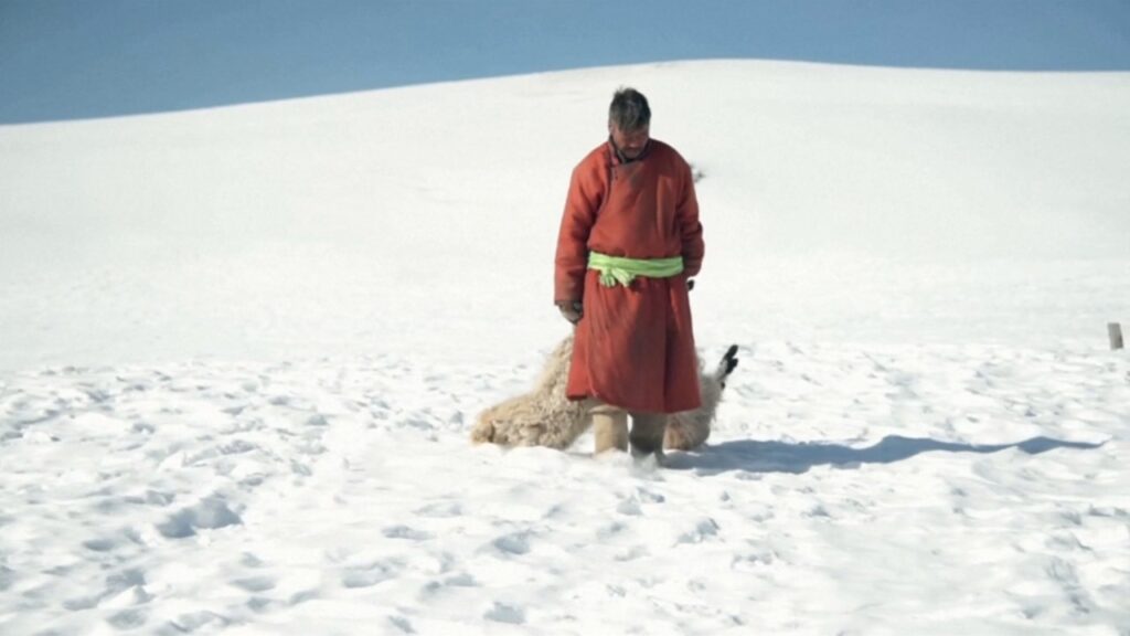 Монгольские скотоводы несут огромные убытки