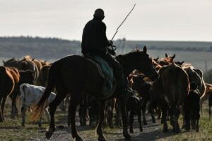 Новый налог на домашний скот предлагают ввести депутаты Кыргызстана