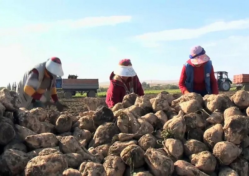 В Казахстане растёт импортозависимость по ряду продовольственных товаров
