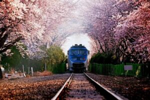 В Душанбе изменится транспортная система