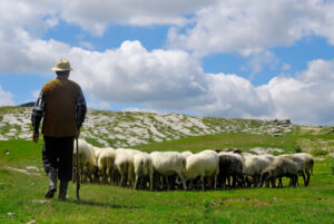 Командировки кыргызских пастухов в Италию
